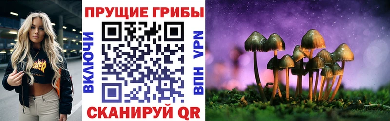 где найти Назрань Галлюциногенные грибы Psilocybine cubensis